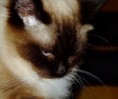 /album/kitty/kitty-00110-jpg/